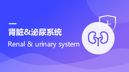 肾脏&泌尿系统 Renal & urinary system