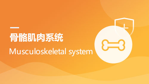 骨骼肌肉系统 Musculoskeletal system